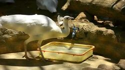 White Peacock Drinking Water Stock Footage