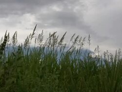 HD 1080i Grass blowing in West Texas Breeze 5 Stock Footage