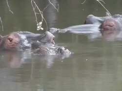 hippopotamus Stock Footage