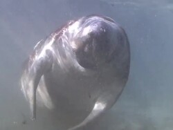 Manatee with propeller wounds Stock Footage