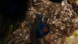 Tiny Mandarin Dragonet (Mandarin Goby) Stock Footage