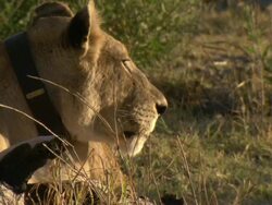 CU Shot of collared lioness resting / Okavango Delta, North-West District, Botswana Stock Footage