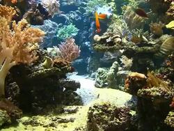 Coral colony on the reef Stock Footage