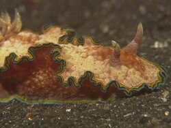 Nudibranch, Red, crawling, Indonesia  Stock Footage