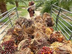 Working In The Palm oil Agriculture Stock Footage