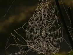 spiderweb, Israel Stock Footage