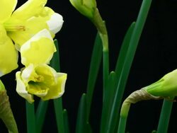 Yellow and white daffodil blooming Stock Footage