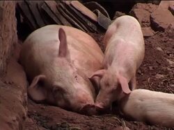 Aftermath of 6.0 magnitude quake, collapsed houses, debris, clean-up work News Clip