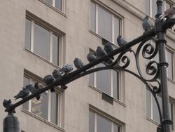 Pigeons On A New York City Lamp Post Stock Footage