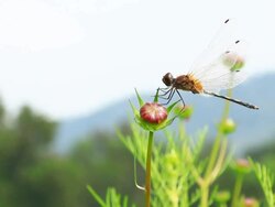 Dragonfly in action Stock Footage