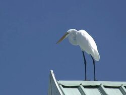 White egret on blue 3  60i Stock Footage