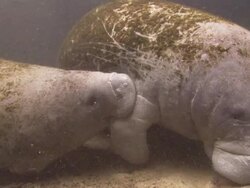 Manatees sucking calf, Florida, North Atlantic Ocean  Stock Footage