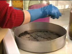 Leech farm and leech treatment News Clip