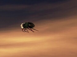 Medium Close Up push-out tracking-left - A bot fly attaches its eggs to a mosquito in flight in a computer-generated animation. Stock Footage