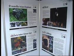 Thailand: WWF: Campaign to halt the trade in wildlife souvenirs News Clip