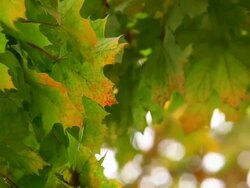 Maple leafs Autumn Stock Footage