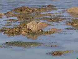 Time lapse, tide retreating from beach, Channel Islands, UK Stock Footage