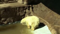 CLEAN : FILE: Argentinas last polar bear Arturo dies at 31: zoo News Clip