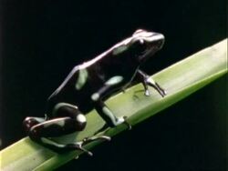 Poison Dart Frog, Dendrobates, CU frog on leaf, jumps.  Panama. Stock Footage