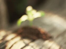 little green plant Stock Footage