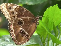 Butterflies at Chester Zoo Stock Footage