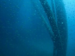 School of fish underwater near oil rig Stock Footage