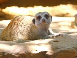 Meerkat Stock Footage