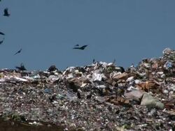 Vultures Flying at the Landfill Stock Footage
