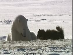 Polar bear (Ursus maritimus) playfully patting husky dog (Canis lupus familiaris), near Churchill, Manitoba, Canada Stock Footage