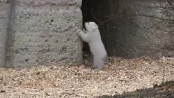 CLEAN : Polar bear cub shown off at Munich zoo News Clip