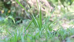 The movement of the tree Stock Footage