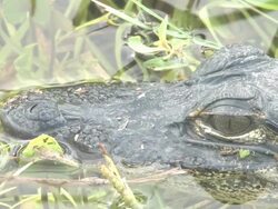 Young alligator 7 Stock Footage