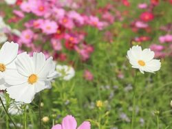 Cosmos flower Stock Footage