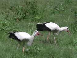 WS View of white stork pair court displaying / Ribeauville, Alsace, France Stock Footage