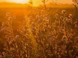 CU DS Buckwheat In The Sunset Stock Footage