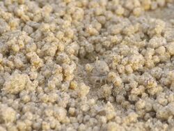 Soldier crab Stock Footage