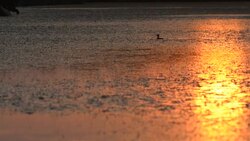 Little Grebe swimming at sunset - France Stock Footage