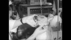 Westminster Dog Show Stock Footage