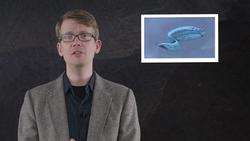 The Extinction That Never Happened Instructional Video