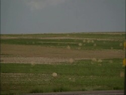 WA Many tumbleweed blowing across fields, USA Stock Footage