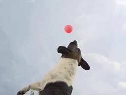 HD SUPER SLOW-MO: Dog Catching The Ball Stock Footage