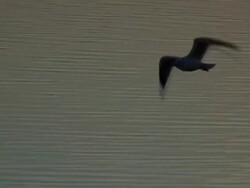 Bird In Flight Stock Footage
