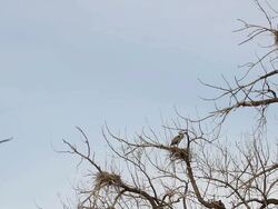 MS Great blue heron flying into nest with branch / Boulder, Colorado, United States Stock Footage
