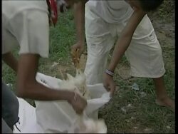 Chicken slaughter in Java, Health Ministry presser News Clip
