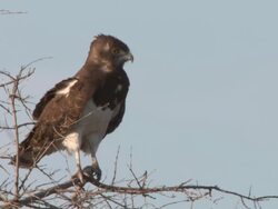 CU hawk on branch   / Central Kalahari Game Reserve, Botswana Stock Footage
