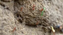 Fire ants carry green leaves for the nest Stock Footage