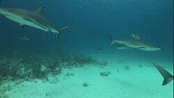 Sharks swim over a sandy seabed. Stock Footage
