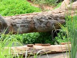 Chimpanzees Stock Footage