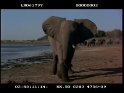 MS African Elephant (Loxodonta africana) by water, walking to camera, making threatening gestures Stock Footage