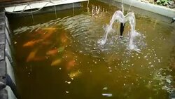 Japanese Koi swim in pond Stock Footage